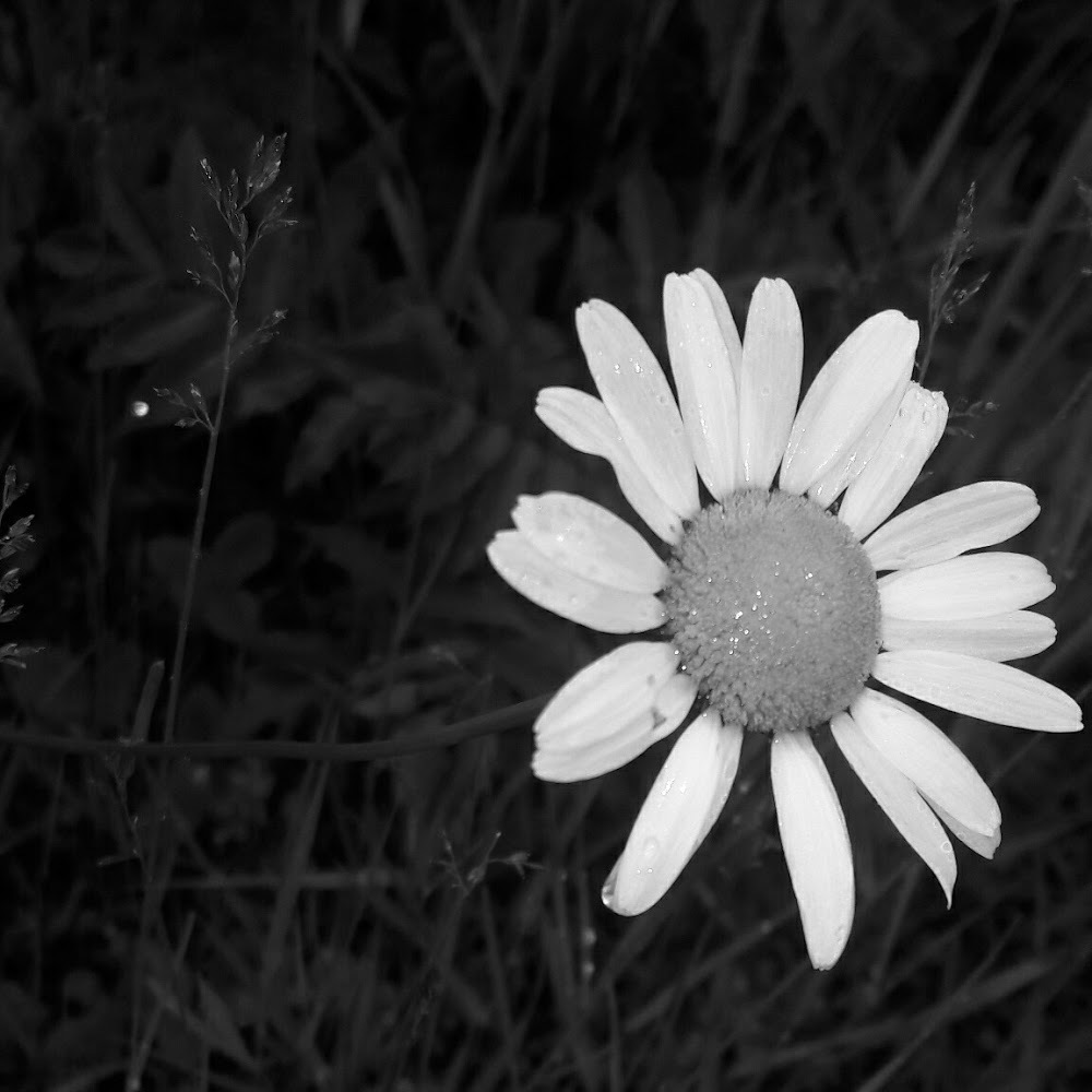 Meet your Posher, Savannah